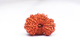20 Mukhi (Nepali) Rudraksha