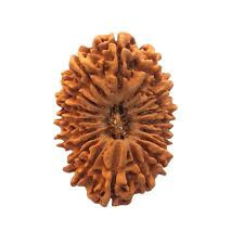 18 Mukhi (Nepali) Rudraksha