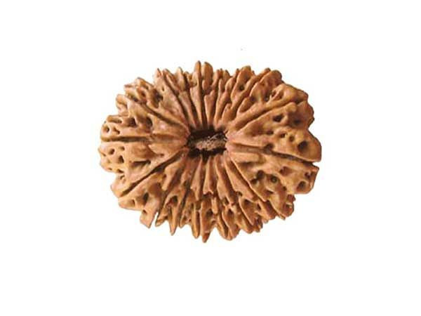 17 Mukhi (Nepali) Rudraksha