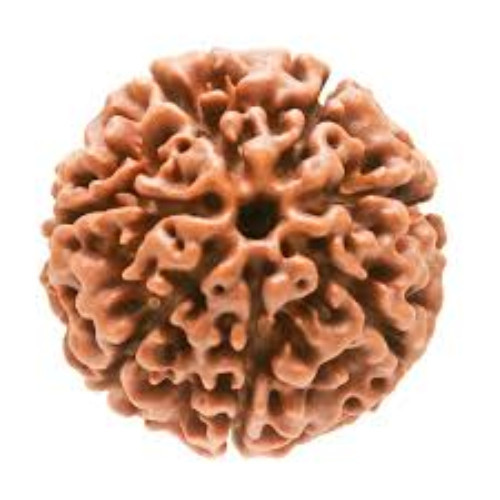 7 Mukhi Rudraksha Indonesia