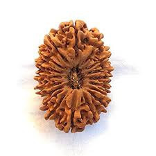 16 Mukhi Rudraksha (Nepal)