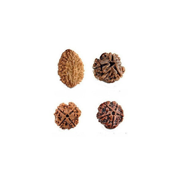 2 to 5 mukhi Rudraksha