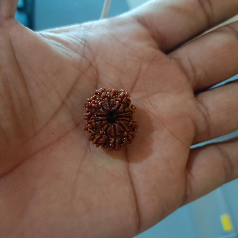 11 Mukhi Rudraksha Original (Nepal)
