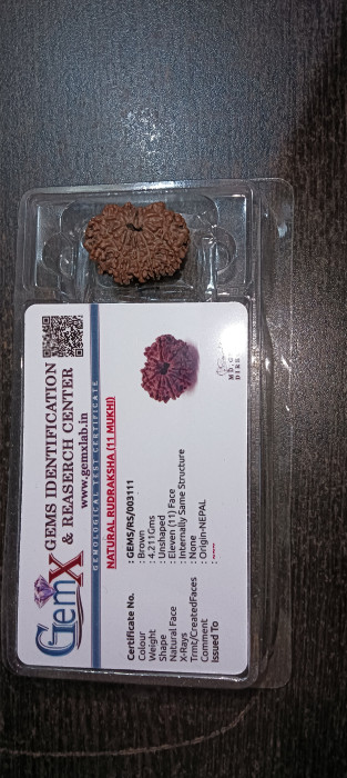11 Mukhi Rudraksha Original (Nepal)