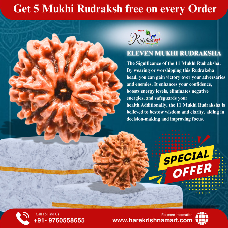 11 Mukhi Rudraksha Original (Nepal)