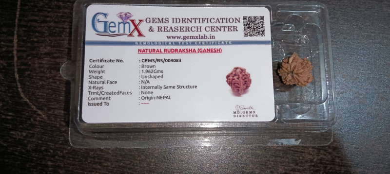 Ganesh Mukhi Rudraksha(Nepal)