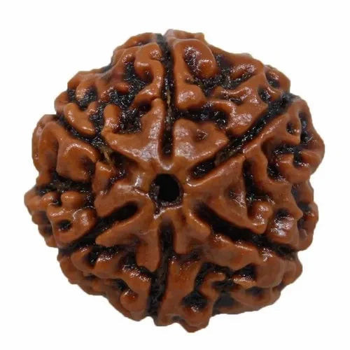 6 Mukhi Rudraksha (Nepal)