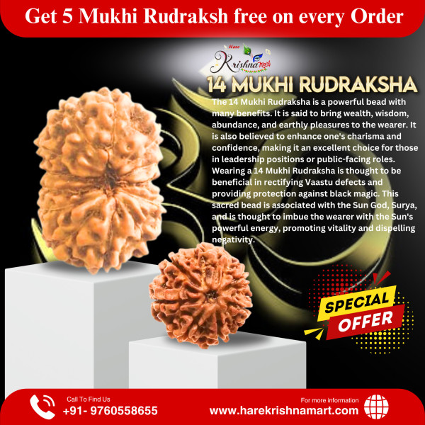 14 Mukhi Rudraksha (Nepal)