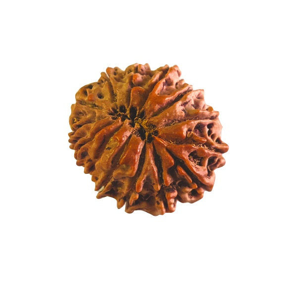 14 Mukhi Rudraksha (Nepal)