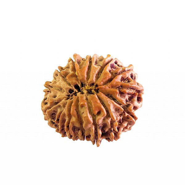 14 Mukhi Rudraksha (Nepal)