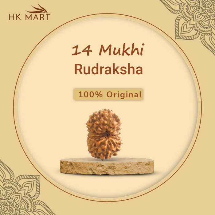 14 Mukhi Rudraksha (Nepal)