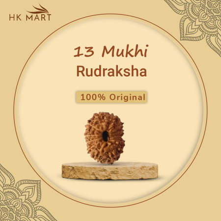 13 Mukhi Rudraksha (Nepal)