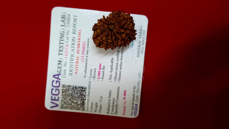 13 Mukhi Rudraksha (Nepal)