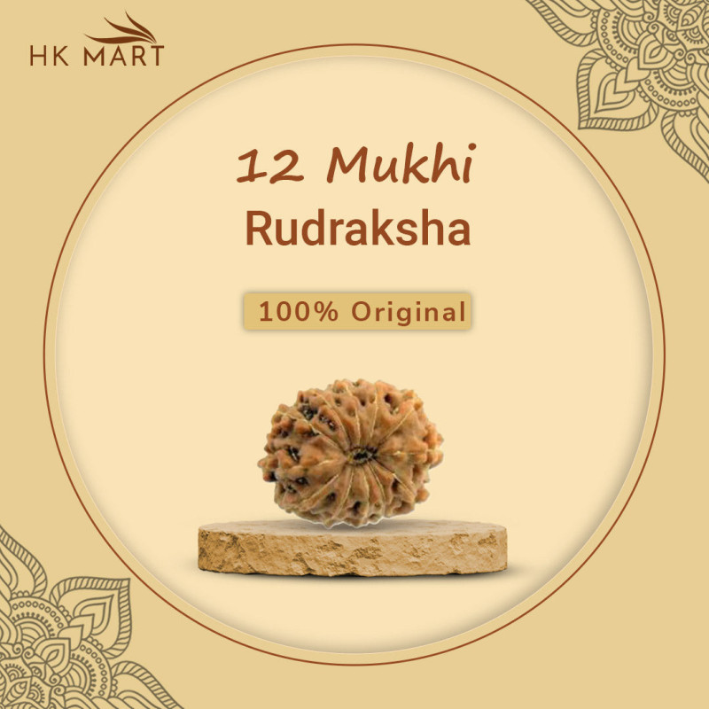 12 Mukhi Rudraksha Original(Nepal)