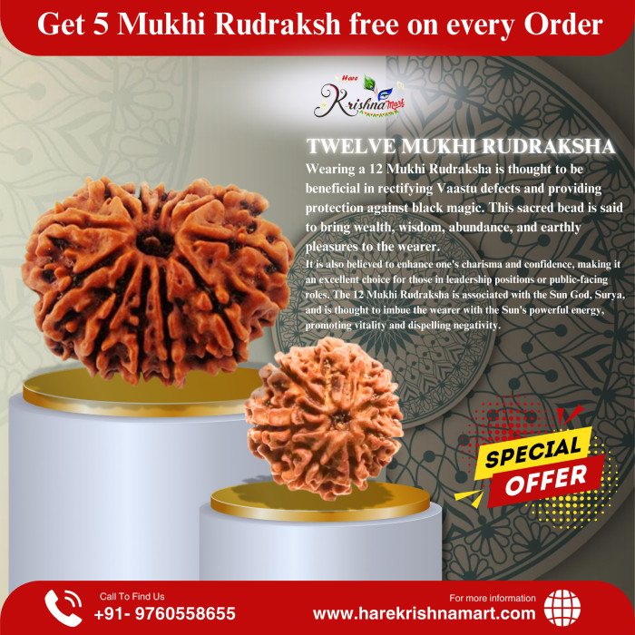 12 Mukhi Rudraksha Original(Nepal)