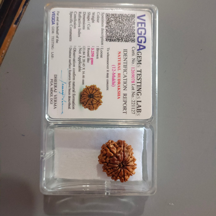 12 Mukhi Rudraksha Original(Nepal)