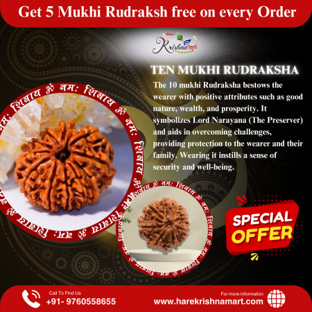 10 Mukhi Rudraksha Original (Nepal)
