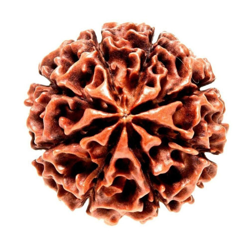 8 Mukhi Rudraksha Original Nepali (8 Mukhi Rudraksha)