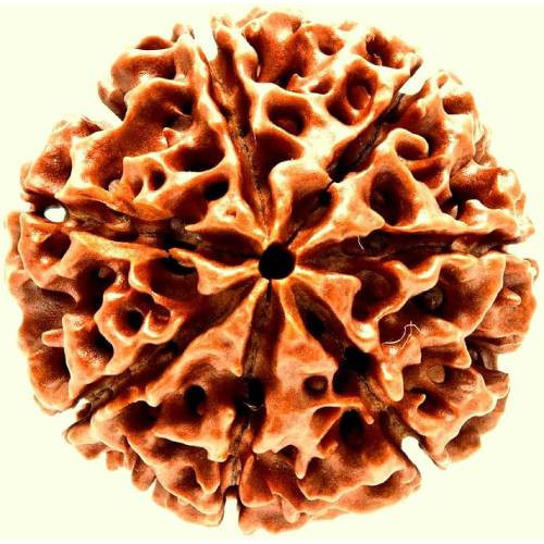 7 Mukhi Rudraksha (NEPAL)