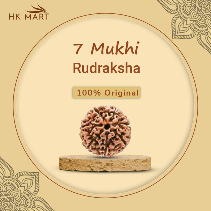 7 Mukhi Rudraksha (NEPAL)