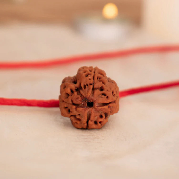 4 Mukhi Rudraksha (Nepal)