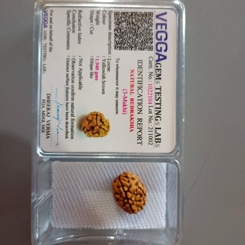 3 Mukhi Rudraksha