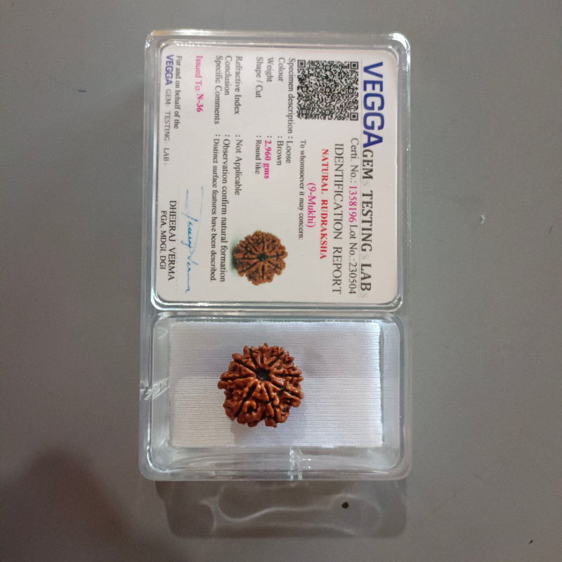 9 Mukhi Rudraksha Original (Nepal)