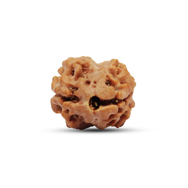 2 Mukhi Nepali Rudraksha